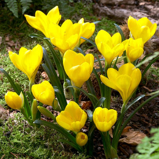 Sternbergia lutea - Delicato accento autunnale in giardino