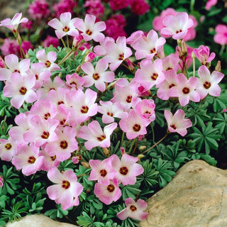 Oxalis adenophylla - Cespugli miniaturizzati, foglie bellissime - 5 bulbi