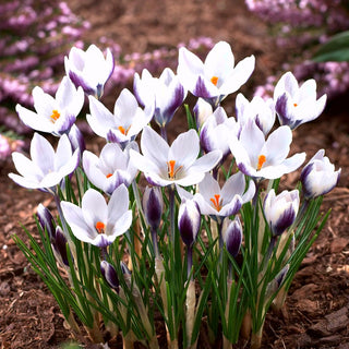 Crocus - Lady Killer - Ideale per la messa a dimora in gruppi - 10 bulbi