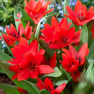 Tulipano botanico - Tubergen's Variety - Tulipa - Accenti rossi - Fascino naturale - 5 bulbi