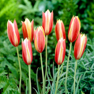 Tulipano botanico - Cynthia - Tulipa - Resistenti al gelo, fiori bellissimi - 5 bulbi