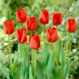 Tulipano - Apeldorn - Tulipa - Petali rossi vellutati e brillanti - 5 bulbi
