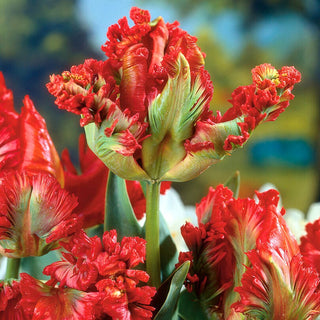Tulipano pappagallo - Exotic Parrot - Tulipa - Colori e profumo unici dei fiori - 5 bulbi