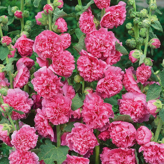 Hollyhock Pink - Showy and Full Flowers, Excellent for Sunny Borders - Alcea rosea - Premium Seeds