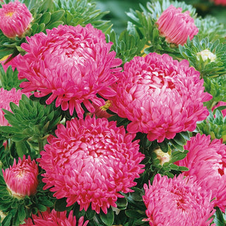 Paeony Aster Pink - Pastel Charm that Enchants Everyone - Callistephus chinensis - Premium Seeds
