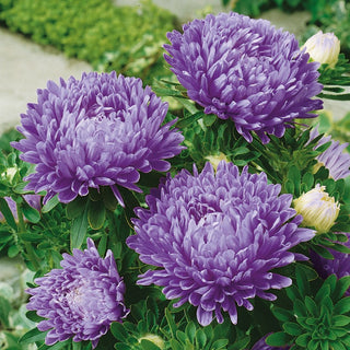Paeony Aster Blue - Unusual Flowers for Exceptional Compositions - Callistephus chinensis - Premium Seeds