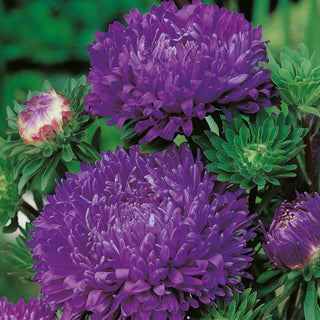 Paeony Aster Purple - Beauty that Enlivens Any Border - Callistephus chinensis - Premium Seeds