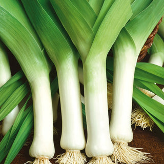 Porro Bulgaarse Reuzen - Gigante a crescita vigorosa, povero di fibre - 50 g