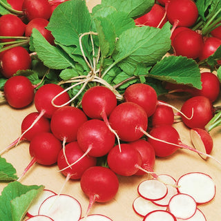Ravanello Cherry Belle - Nastro preseminato - Provata, extra croccante come snack