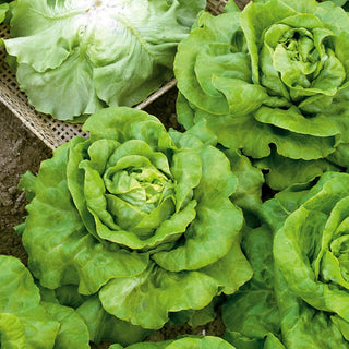 Butterhead Lettuce Meraviglia d'Inverno - High Frost Resistance, Large Yields - Premium Seeds