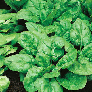 Spinach Asta F1 - Abundant Yields, Resistance to Low Temperatures - Spinacia oleracea - Premium Seeds