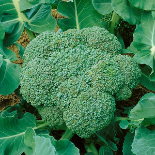 BIO Cavolo Broccolo Calabrese Natalino - BIO bomba verde di vitamine nella tua cucina - Semi Premium