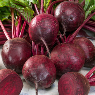 Barbabietola Betina - Barbabietole testate in produzione, semina facile - Busta Gigante - 500 g
