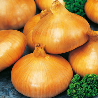 Onion Stuttgarter Riesen - Distinct Flavour, Perfect for Salads and Slaws - Allium cepa - Premium Seeds