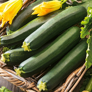 Zucchino - Black Beauty - Verde scuro classico, polpa succosa e molto versatile - Confezione Mega - 500 g