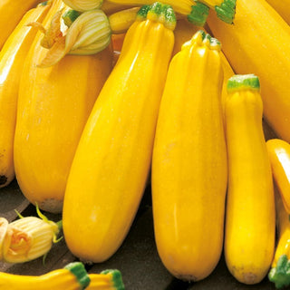 Zucchino Goldena - Frutti giallo brillante, deliziosi e molto decorativi - Busta Grande - 100 g