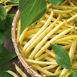 Fagiolo nano Berggold - Alta produttività - raccolta precoce