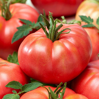 Pomodoro Raspberry Warszawski - Succoso e dolce, resistente alle spaccature - 10 g