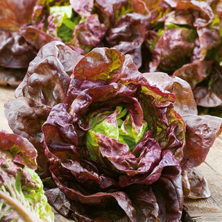 Butterhead Lettuce Rosemarry - Easy to Grow, Juicy and Full of Flavour - Premium Seeds
