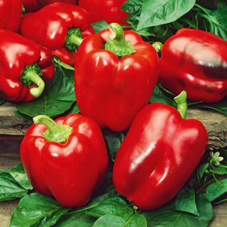 BIO Peperoni - California Wonder - Peperone dolce per griglia e insalate