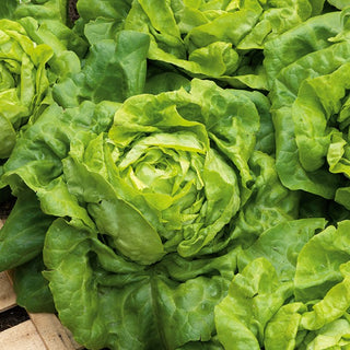 Butterhead Lettuce Ewelina - Juicy, Crunchy, Harvests from Spring to Autumn - Premium Seeds