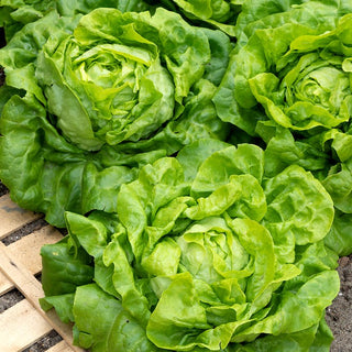 Lettuce Michalina - Large Heads, Abundant Yields, Easy to Grow - Premium Seeds