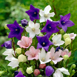 Balloon Flower Mixed - Hardy Perennial for Borders, Frost-Resistant - Platycodon grandiflorus - Premium Seeds