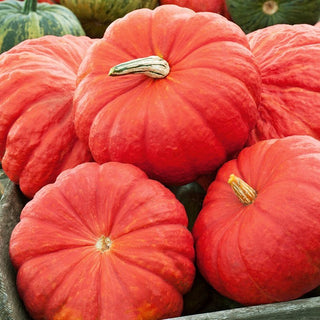 Zucca - Rouge vif d'Etampes - Decorativa e saporita, un grande classico francese - Busta Grande - 100 g