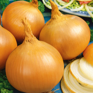 Onion Yellow Sweet Spanish - Large, Spherical, Mild Flavour, Frost-Resistant - Allium cepa - Premium Seeds