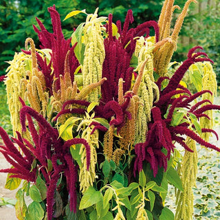 Amaranth Kaleidoscope of Colors Mix - Exceptionally Pretty in Intense Colours - Amaranthus - Premium Seeds