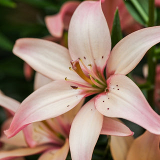 Giglio asiatico - Easy Waltz - Lilium - Rosa delicata e profumo unico