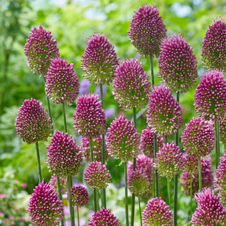 Allium sphaerocephalon - Straordinario ornamento per aiuole - 20 bulbi