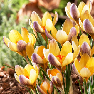 Crocus - Advance - Dona un effetto tappeto colorato - 10 bulbi