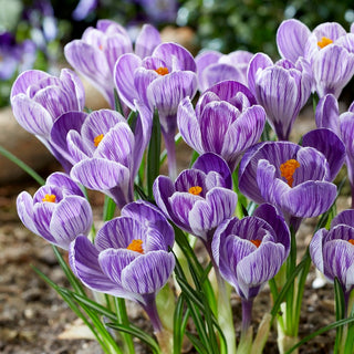 Crocus - King of the Striped - Crea tappeti colorati nei prati - 10 bulbi