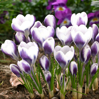 Crocus - Prins Claus - Decorazione delicata per aiuole e prati - 10 bulbi