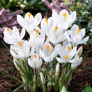 Crocus - Jeanne d'Arc - Illumina le aiuole con il bianco puro - 10 bulbi