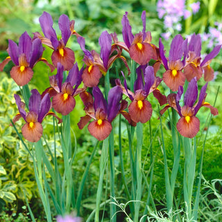 Iris hollandica - Eye of the Tiger - Colore straordinario con un tocco d’oriente - 10 bulbi