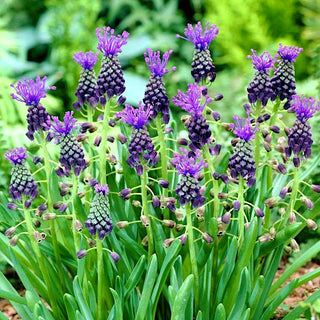 Muscari latifolium - Viola che dona profondità alle aiuole - 5 bulbi