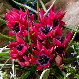 Tulipano - Little Beauty - Tulipa - Bellezza compatta - 5 bulbi