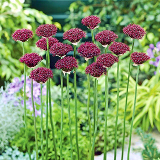 Allium - atropurpureum - Eleganza e stile della bordura - 5 bulbi