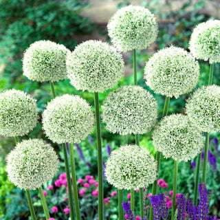 Allium - White Giant - Resistente al gelo e senza problemi