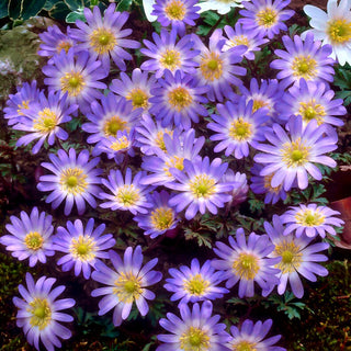Anemone blanda - Charmer - Pianta compatta e affascinante - 8 bulbi