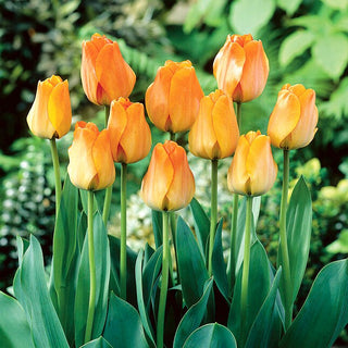 Tulipano - Daydream - Tulipa - Fioritura duratura, forma elegante - 5 bulbi