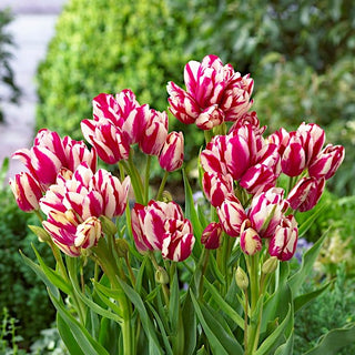 Tulipano - Flaming Club - Tulipa - Steli slanciati, resistenti e robusti - 5 bulbi