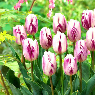 Tulipano - Flaming Flag - Tulipa - Petali sfrangiati stile pappagallo - 5 bulbi