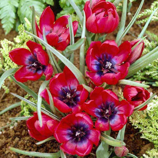Tulipano - Liliput - Tulipa - Fioritura precoce in forma compatta - 5 bulbi