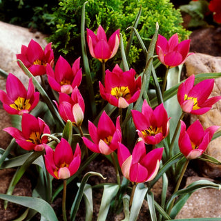 Tulipano - Persian Pearl - Tulipa - Precoce dai colori classici - 5 bulbi