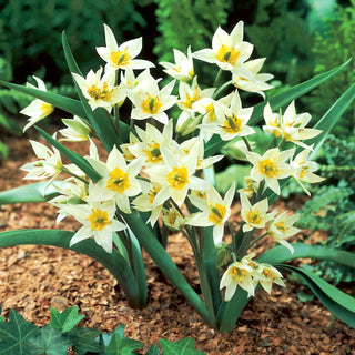 Tulipano - Turkestanica - Tulipa - Fascino naturale e armonioso - 5 bulbi