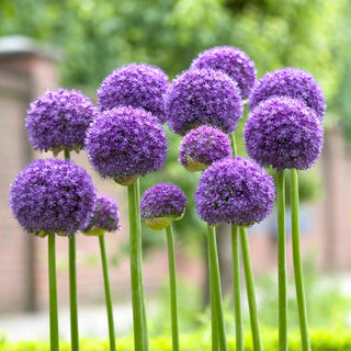 Allium - Gladiator - Decorazione per giardino e bouquet