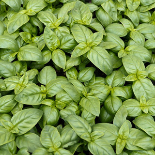 BIO Basilico Genovese - Sapore e aroma straordinari - Ocimum basilicum - Semi Premium